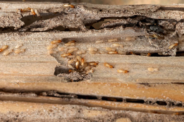 Best Spider Control Near Me  in Chapel Hill, NC